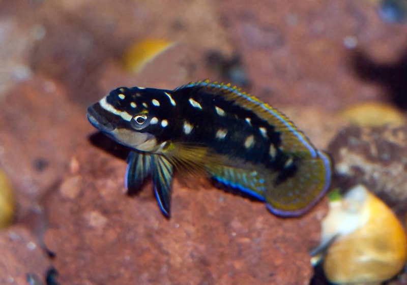 Julidochromis sp. 'ornatus kapampa' Kapampa